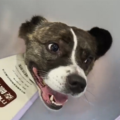 ویٹ میڈکس کیس رپورٹ 丨 کینائن کے مریض میں شدید نیورائٹس کے علاج میں ویٹرنری لیزر تھراپی کا استعمال