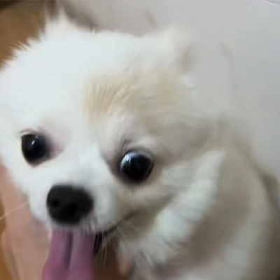 ویٹ میڈکس کیس شیئرنگ 丨 کینائن رنگ کیڑے کے علاج میں اعلی توانائی کے لیزر کا درخواست کیس