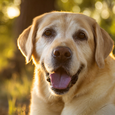 ویٹ میڈکس کیس شیئرنگ post پوسٹآپریٹو نان شفا بخش پیریئنل ٹیومر کے علاج میں اعلی توانائی کے لیزر تھراپی کا اطلاق کیس